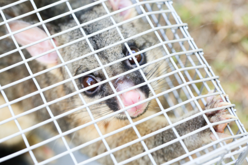 A brushtail possum is caught in a cage as a trap in Melbourne, Victoria, Australia - Australian Stock Image