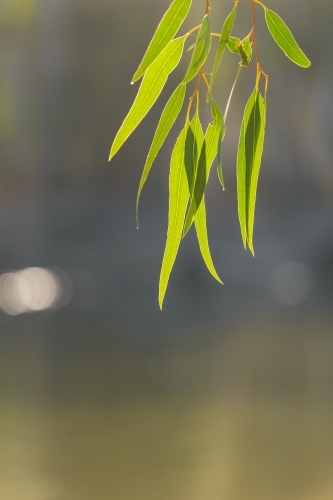 A bunch of gum leaves dangling in the sunlight - Australian Stock Image