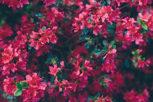 A bush of fuchsia coloured rhododendron flowers in bloom with green leaves - Australian Stock Image