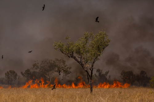 A bushfire burning in dry grass with birds flying overhead - Australian Stock Image