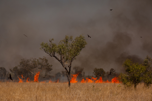 A bushfire in the Northern Territory with birds circling - Australian Stock Image