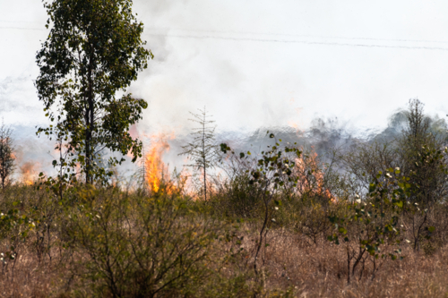 A bushfire with flames leaping  and heat shimmer with trees - Australian Stock Image