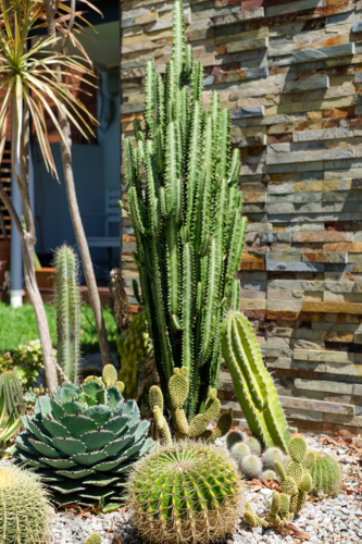 a cacti garden - Australian Stock Image