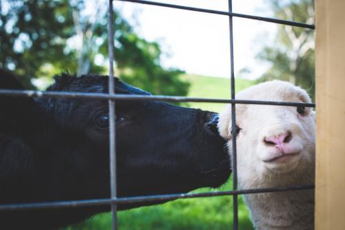 A calf & lamb peering through a gate