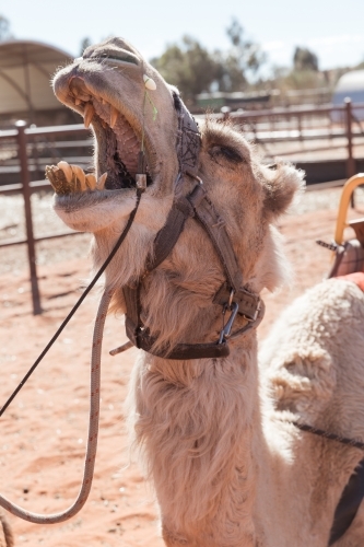 A camel with a mouth wide-open revealing its teeth. - Australian Stock Image