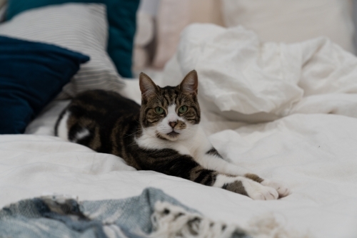 A cat with a striped fur pattern resting on top of the bed - Australian Stock Image