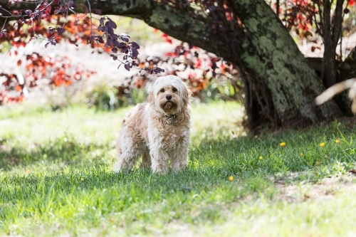 A cavoodle in a park under a tree