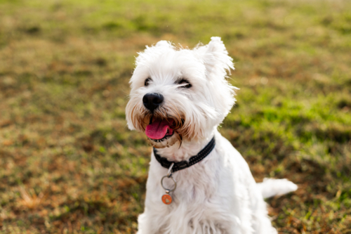A cheerful white dog sits on grass in a park, panting happily under the warm sun - Australian Stock Image