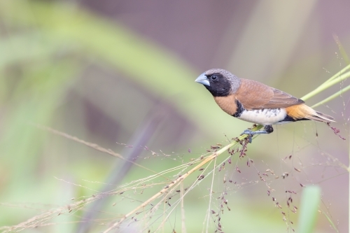 A chestnut-breasted mannikin on a grass stem - Australian Stock Image