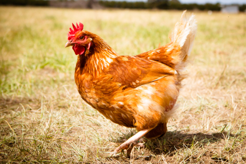 A chicken roams freely in a lush green paddock near Clarkefield in Victoria, Australia - Australian Stock Image
