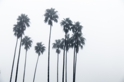 A circle of palm trees in the fog