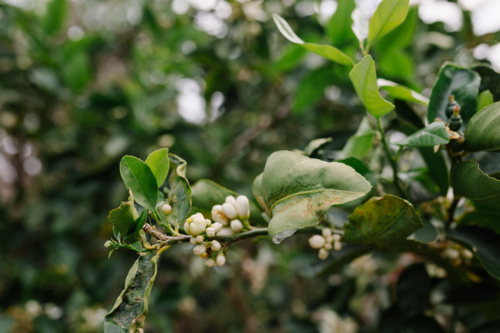 A close-up of a citrus tree branch with glossy green leaves and small white blossoms - Australian Stock Image