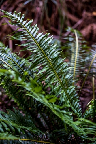A close up of a fern frond in soft dappled light - Australian Stock Image