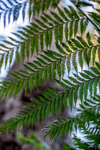 A close up of a fern frond in soft dappled light - Australian Stock Image