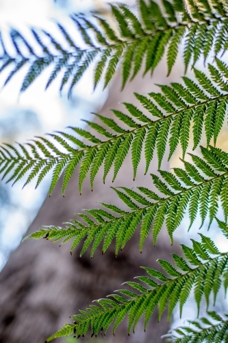 A close up of a fern frond in soft dappled light - Australian Stock Image