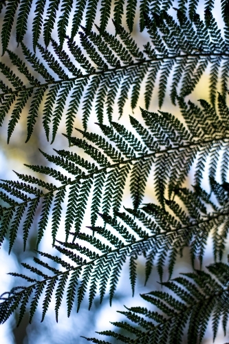 A close up of a fern frond in soft dappled light