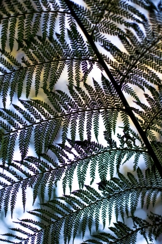 A close up of a fern frond in soft dappled light - Australian Stock Image