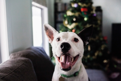 A close up of a happy white and brown dog sitting in front of a decorated Christmas tree.
