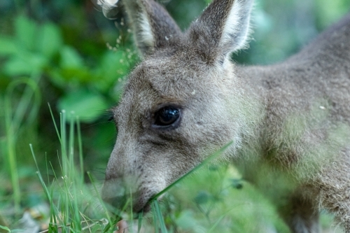 A close-up of a kangaroo eating some grass - Australian Stock Image