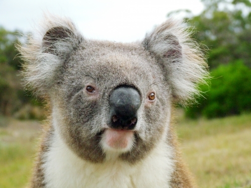 A close up of a koala
