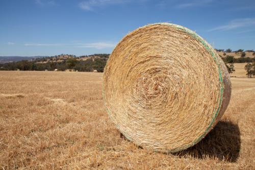 A close up of a round hay bale - Australian Stock Image