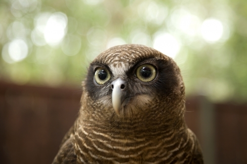 A close up of a Rufous owl - Australian Stock Image