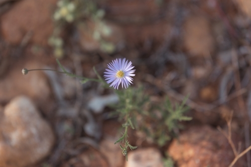 A close-up of a tiny purple daisy growing in between rocks - Australian Stock Image