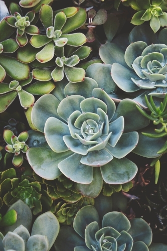 A close up of a variety of succulent plants - Australian Stock Image