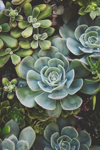 A close up of a variety of succulent plants