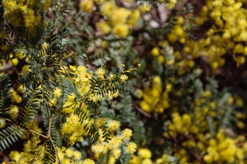 A close up of a yellow wattle bush in bloom