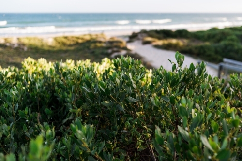 A close up of green leaves of a beach plant, the entrance of the beach blurred in the background.