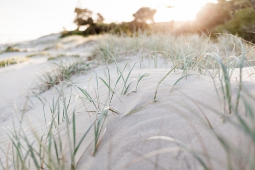 A close up of green marram grass growing in soft sand dunes at sunset. - Australian Stock Image