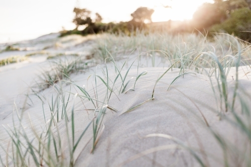 A close up of green marram grass growing in soft sand dunes at sunset.