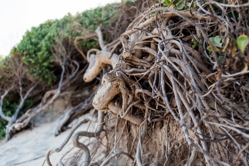 A close up of tangled tree roots of a beach tree planted in sand dunes.