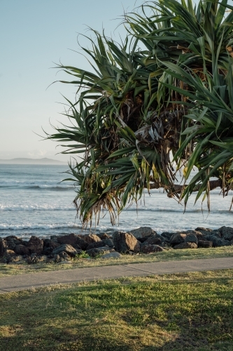 a close-up view of a large, leafy green plant in the foreground along the coast - Australian Stock Image