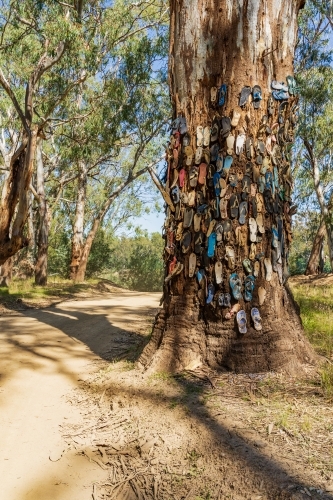 A collection of colourful thongs nailed to the wide trunk of a gum tree