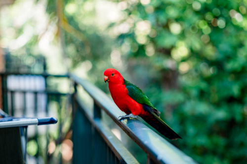 A colourful australian king parrot stands on a balcony rail amidst green foliage, enjoying the view - Australian Stock Image