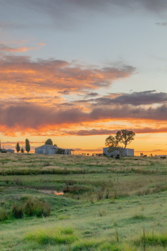 A colourful dawn sky, with a green paddock and the silhouette of farm buildings - Australian Stock Image