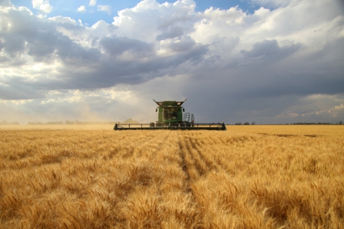 A combine harvester collecting wheat and a tractor with grain cart. - Australian Stock Image
