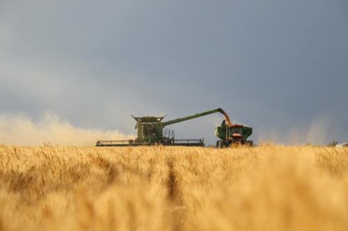 A combine harvester collecting wheat and a tractor with grain cart. - Australian Stock Image