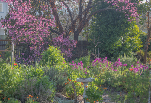 A country garden with spring blossoms - Australian Stock Image