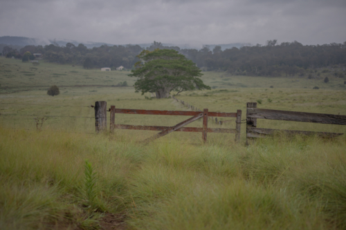 A country gate, with a large green tree and a green grassy field - Australian Stock Image