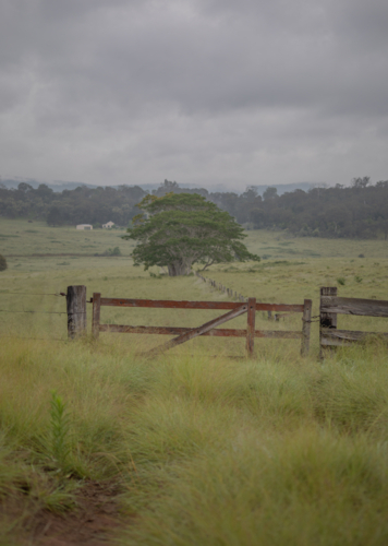 A country gate, with a large green tree and a green grassy field - Australian Stock Image