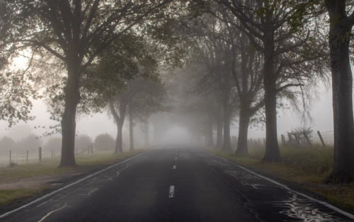 A country highway and an avenue of trees on a misty morning - Australian Stock Image