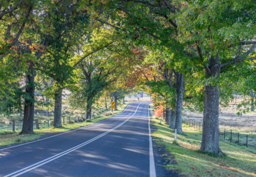 A country highway that runs through an avenue of trees showing the first signs of autumn - Australian Stock Image