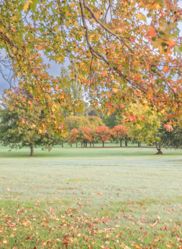 A country park with the colours of autumn - Australian Stock Image
