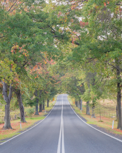 A country road and an avenue of autumn leaves - Australian Stock Image