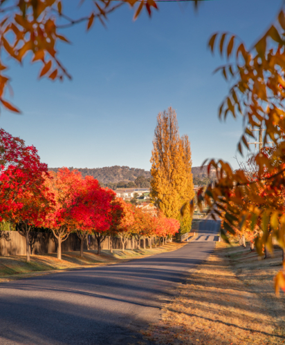 A country road, bordered by autumn trees underneath a blue sky - Australian Stock Image