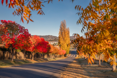 A country road, bordered by autumn trees underneath a blue sky - Australian Stock Image