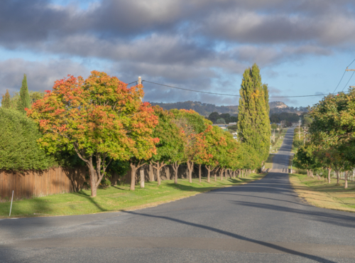 A country road lined with trees showing signs of autumn - Australian Stock Image